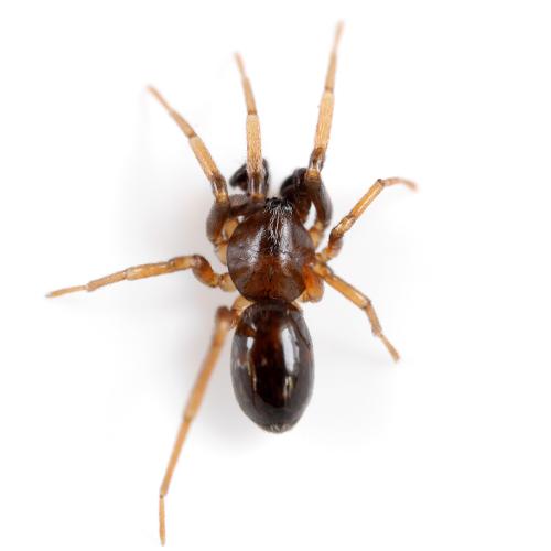 Phrurolithus (festivus-minimis)
